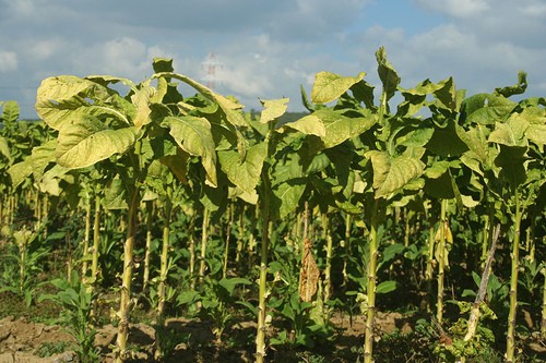 pianta del tabacco