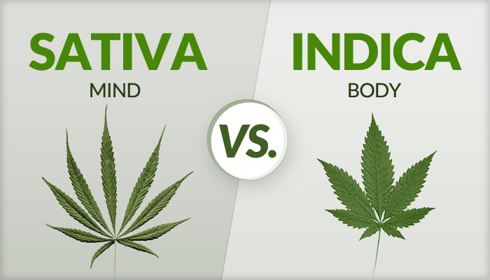 differenza tra marijuana indica e marijuana sativa