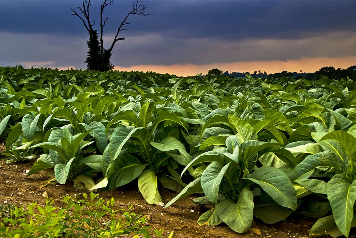 riscaldatori di tabacco