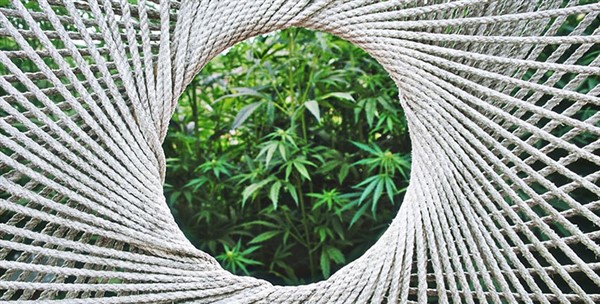 usi della cannabis sativa nell'industria tessile