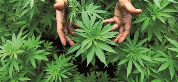 usi della cannabis sativa