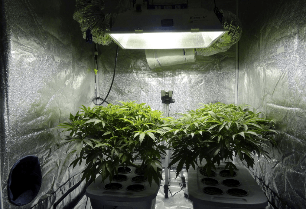 idroponica cannabis coltivazione
