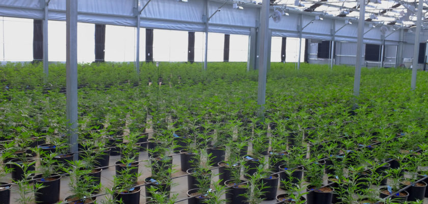 coltivazione cannabis