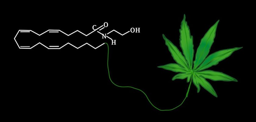 anandamide cannabis