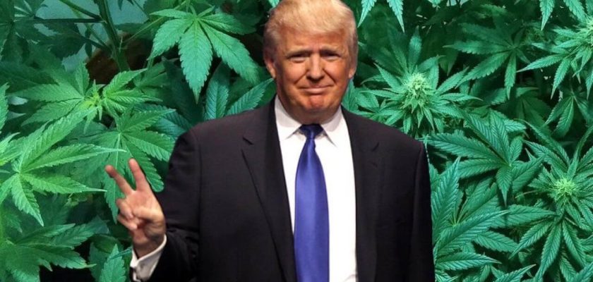 trump cannabis