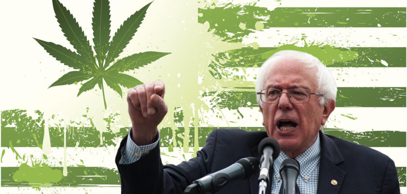 bernie sanders cannabis marijuana