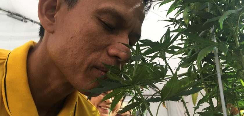 cannabis Tailandia