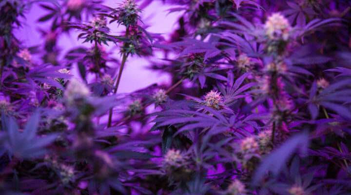 cannabis purple