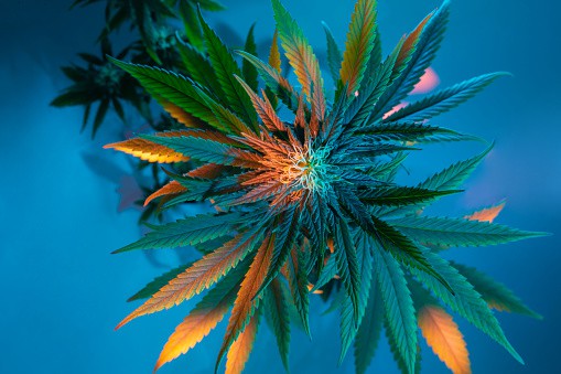 Fumare cannabis legale e non: gli effetti sono diversi